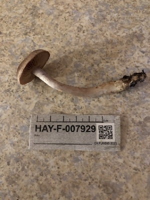  ( - HAY-F-007929)  @11 [ ] by-nc (2023) Dean Lyons Fungal Diversity Survey