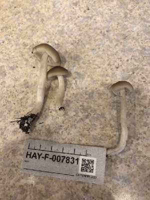  ( - HAY-F-007831)  @11 [ ] by-nc (2023) Dean Lyons Fungal Diversity Survey