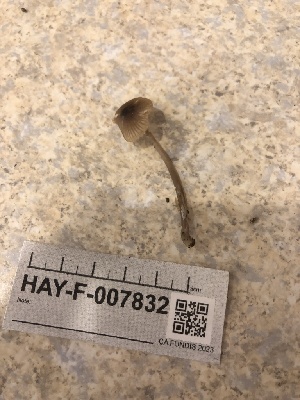  ( - HAY-F-007832)  @11 [ ] by-nc (2023) Dean Lyons Fungal Diversity Survey