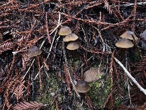  ( - HAY-F-007833)  @11 [ ] by-nc (2023) Dean Lyons Fungal Diversity Survey