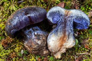  ( - HAY-F-007150)  @11 [ ] by-nc (2023) Dean Lyons Fungal Diversity Survey