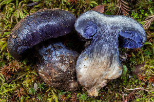  ( - HAY-F-007150)  @11 [ ] by-nc (2023) Dean Lyons Fungal Diversity Survey