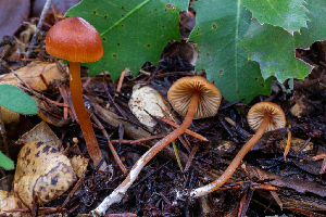 (Rhodophana sp. nitellina-PNW05 - HAY-F-007137)  @11 [ ] by-nc (2023) Dean Lyons Fungal Diversity Survey