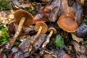  ( - HAY-F-007149)  @11 [ ] by-nc (2023) Dean Lyons Fungal Diversity Survey