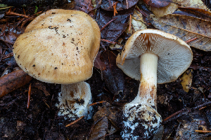  ( - HAY-F-007139)  @11 [ ] by-nc (2023) Dean Lyons Fungal Diversity Survey