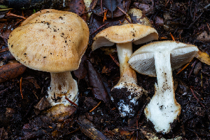 ( - HAY-F-007139)  @11 [ ] by-nc (2023) Dean Lyons Fungal Diversity Survey