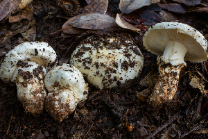  (Tricholoma murrillianum - HAY-F-007143)  @11 [ ] by-nc (2023) Dean Lyons Fungal Diversity Survey