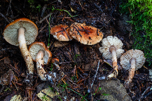  (Limacella sp. CA01 - HAY-F-007140)  @11 [ ] by-nc (2023) Dean Lyons Fungal Diversity Survey