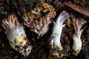  ( - HAY-F-007148)  @11 [ ] by-nc (2023) Dean Lyons Fungal Diversity Survey