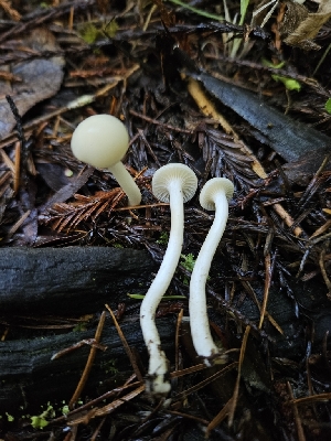  (Cuphophyllus lawrencei - HAY-F-007448)  @11 [ ] by (2023) Mandy Hackney Fungal Diversity Survey