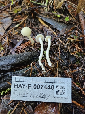  ( - HAY-F-007448)  @11 [ ] by (2023) Mandy Hackney Fungal Diversity Survey