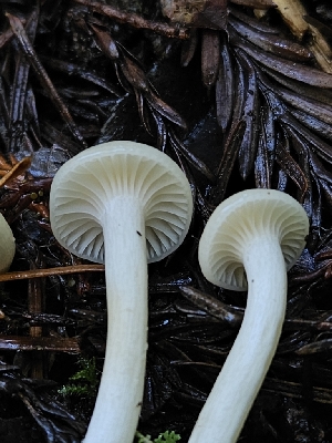  ( - HAY-F-007448)  @11 [ ] by (2023) Mandy Hackney Fungal Diversity Survey