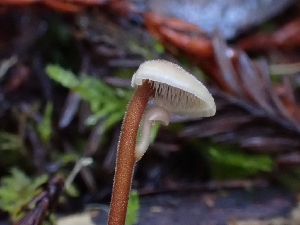  ( - HAY-F-007451)  @11 [ ] by (2023) Mandy Hackney Fungal Diversity Survey