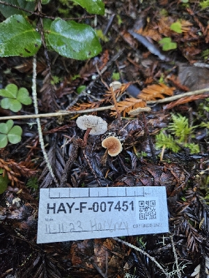  ( - HAY-F-007451)  @11 [ ] by (2023) Mandy Hackney Fungal Diversity Survey