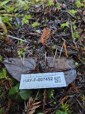  ( - HAY-F-007452)  @11 [ ] by (2023) Mandy Hackney Fungal Diversity Survey