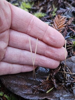  ( - HAY-F-007452)  @11 [ ] by (2023) Mandy Hackney Fungal Diversity Survey