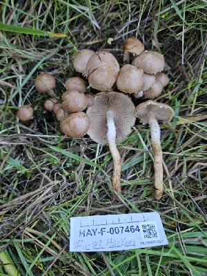  ( - HAY-F-007464)  @11 [ ] by (2023) Mandy Hackney Fungal Diversity Survey