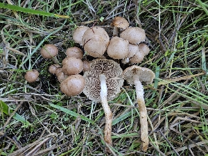  ( - HAY-F-007464)  @11 [ ] by (2023) Mandy Hackney Fungal Diversity Survey