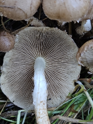  ( - HAY-F-007464)  @11 [ ] by (2023) Mandy Hackney Fungal Diversity Survey