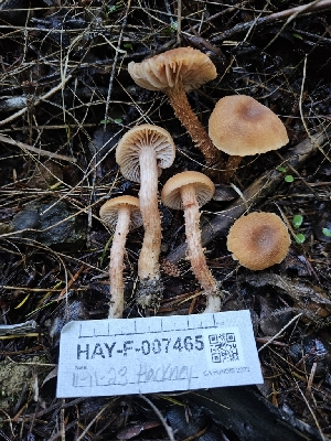  ( - HAY-F-007465)  @11 [ ] by (2023) Mandy Hackney Fungal Diversity Survey