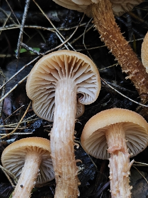  ( - HAY-F-007465)  @11 [ ] by (2023) Mandy Hackney Fungal Diversity Survey