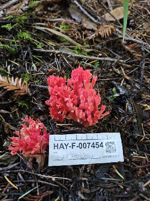  ( - HAY-F-007454)  @11 [ ] by (2023) Mandy Hackney Fungal Diversity Survey