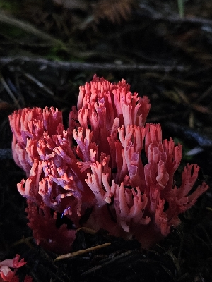  ( - HAY-F-007454)  @11 [ ] by (2023) Mandy Hackney Fungal Diversity Survey