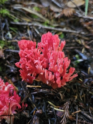  ( - HAY-F-007454)  @11 [ ] by (2023) Mandy Hackney Fungal Diversity Survey