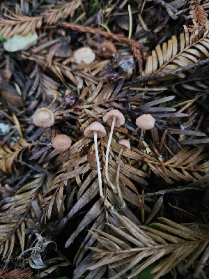  (Mycena sp. rosella-NY01 - HAY-F-007456)  @11 [ ] by (2023) Mandy Hackney Fungal Diversity Survey