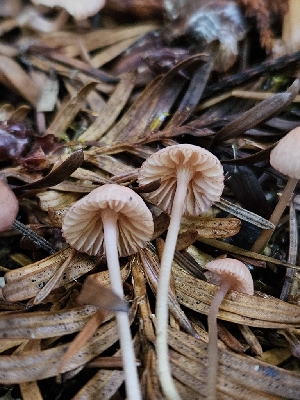  ( - HAY-F-007456)  @11 [ ] by (2023) Mandy Hackney Fungal Diversity Survey