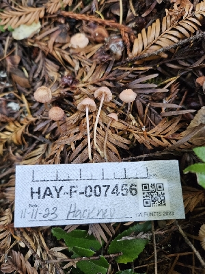  ( - HAY-F-007456)  @11 [ ] by (2023) Mandy Hackney Fungal Diversity Survey