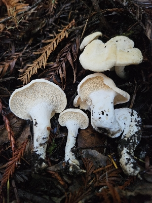  (Hydnum sp. CA02 - HAY-F-007457)  @11 [ ] by (2023) Mandy Hackney Fungal Diversity Survey