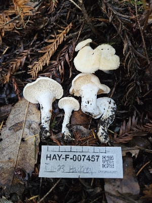  ( - HAY-F-007457)  @11 [ ] by (2023) Mandy Hackney Fungal Diversity Survey