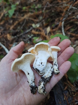  ( - HAY-F-007457)  @11 [ ] by (2023) Mandy Hackney Fungal Diversity Survey