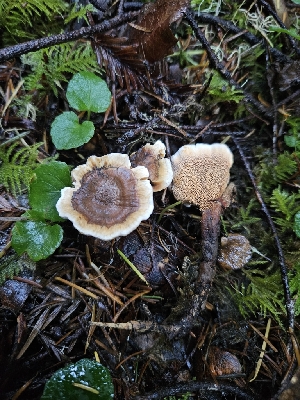  (Hydnellum sp. PNW07 - HAY-F-007458)  @11 [ ] by (2023) Mandy Hackney Fungal Diversity Survey