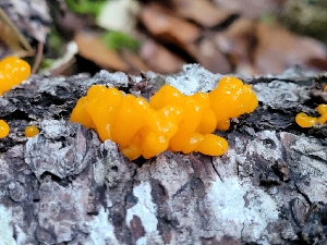  ( - HAY-F-007826)  @11 [ ] by-nc (2023) Harte Singer Fungal Diversity Survey