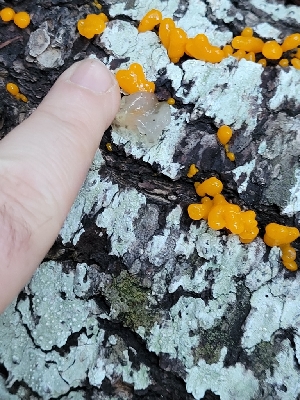  ( - HAY-F-007826)  @11 [ ] by-nc (2023) Harte Singer Fungal Diversity Survey