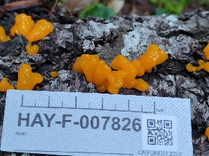  ( - HAY-F-007826)  @11 [ ] by-nc (2023) Harte Singer Fungal Diversity Survey