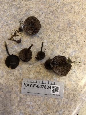  ( - HAY-F-007834)  @11 [ ] by-nc (2023) Dean Lyons Fungal Diversity Survey