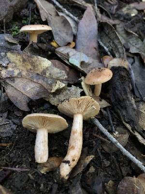  (Lactarius sp. acrid-orange - HAY-F-007846)  @11 [ ] by-nc (2023) Dean Lyons Fungal Diversity Survey