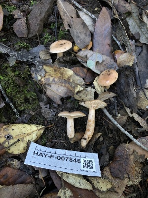  ( - HAY-F-007846)  @11 [ ] by-nc (2023) Dean Lyons Fungal Diversity Survey