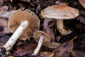  (Cortinarius sp. CA45 - HAY-F-007863)  @11 [ ] by-nc (2023) Dean Lyons Fungal Diversity Survey