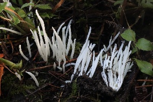  ( - HAY-F-007328)  @11 [ ] by-nc (2023) Taye Bright Fungal Diversity Survey