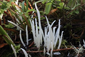  ( - HAY-F-007328)  @11 [ ] by-nc (2023) Taye Bright Fungal Diversity Survey