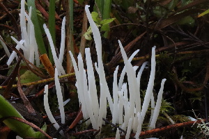  ( - HAY-F-007328)  @11 [ ] by-nc (2023) Taye Bright Fungal Diversity Survey