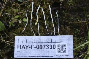 ( - HAY-F-007330)  @11 [ ] by-nc (2023) Taye Bright Fungal Diversity Survey