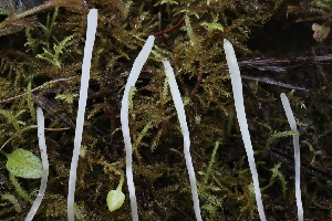 ( - HAY-F-007330)  @11 [ ] by-nc (2023) Taye Bright Fungal Diversity Survey