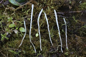  ( - HAY-F-007330)  @11 [ ] by-nc (2023) Taye Bright Fungal Diversity Survey