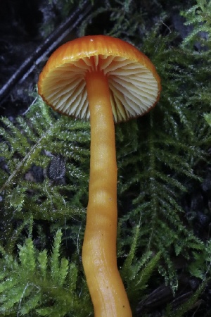  (Hygrocybe sp. PNW19 - HAY-F-007331)  @11 [ ] by-nc (2023) Taye Bright Fungal Diversity Survey