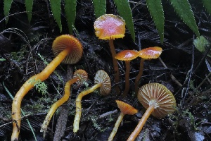  ( - HAY-F-007331)  @11 [ ] by-nc (2023) Taye Bright Fungal Diversity Survey